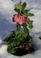Hellebore Festival