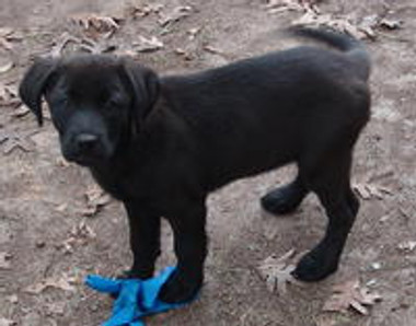 New life for a loyal friend