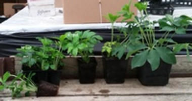 Fall is the best time to plant Helleborus plants (in our opinion :})