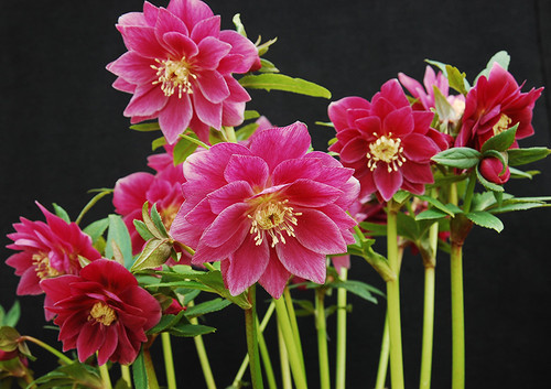 Berry Swirl Strain H. x hybridus Winter Jewels Series