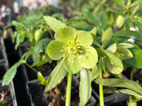 Helleborus liguricus