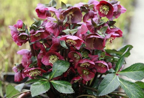'Anna's Red' - Helleborus Frostkiss 