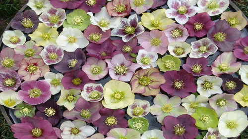 Helleborus x hybridus PK Select Strain