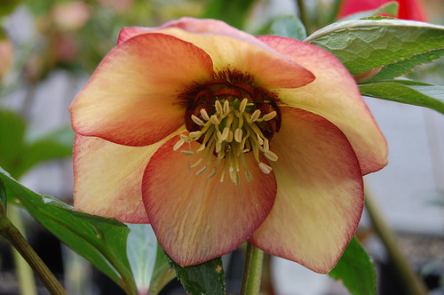 Apricot Blush Strain H. x hybridus Winter Jewels Series