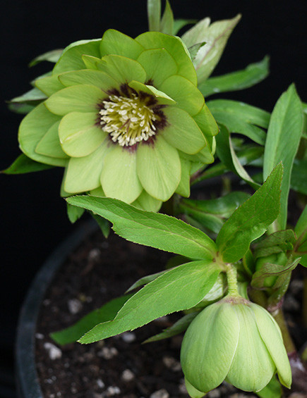 Jade Tiger Strain H. x hybridus Winter Jewels Series