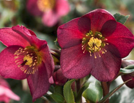 Red - Helleborus Ice 'n Roses