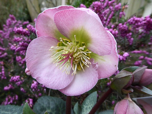 'Dorothy's Dawn' - Helleborus Frostkiss 