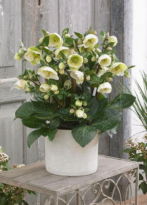 'Moondance' - Helleborus Frostkiss 