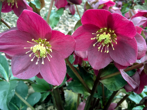 Early Red - Helleborus HGC Ice N' Roses 