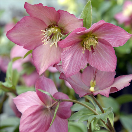 Helleborus Walberton's Rosemary