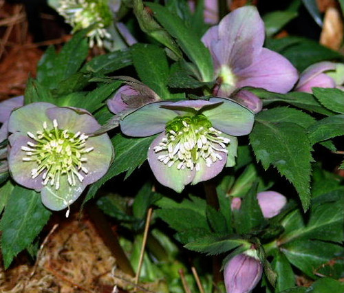 Helleborus purpurascens 