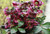 'Anna's Red' - Helleborus Frostkiss 