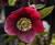Ruby Wine Strain H. x hybridus Winter Jewels Series