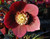 Ruby Wine Strain H. x hybridus Winter Jewels Series