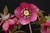 Ruby Wine Strain H. x hybridus Winter Jewels Series