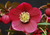 Ruby Wine Strain H. x hybridus Winter Jewels Series