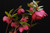 Ruby Wine Strain H. x hybridus Winter Jewels Series