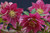 Berry Swirl Strain H. x hybridus Winter Jewels Series