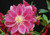 Berry Swirl Strain H. x hybridus Winter Jewels Series