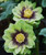 Jade Tiger Strain H. x hybridus Winter Jewels Series