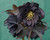 Onyx Odyssey Strain H. x hybridus Winter Jewels Series