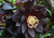 Onyx Odyssey Strain H. x hybridus Winter Jewels Series
