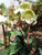 'Molly's White' - Helleborus Frostkiss 