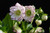 Fire and Ice Strain H. x hybridus Winter Jewels Series