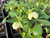 Helleborus liguricus