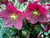 Early Red - Helleborus HGC Ice N' Roses 