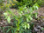Helleborus foetidus (5 Plants)