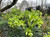 Helleborus foetidus (Full Flat of 18 plants) - Read Description