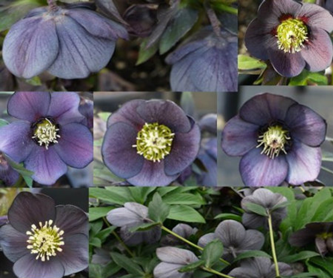 Hellebores