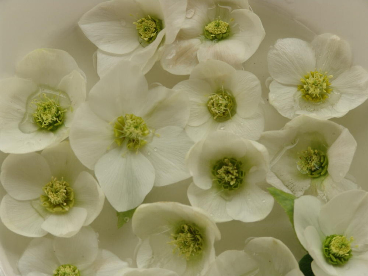 Helleborus x hybridus