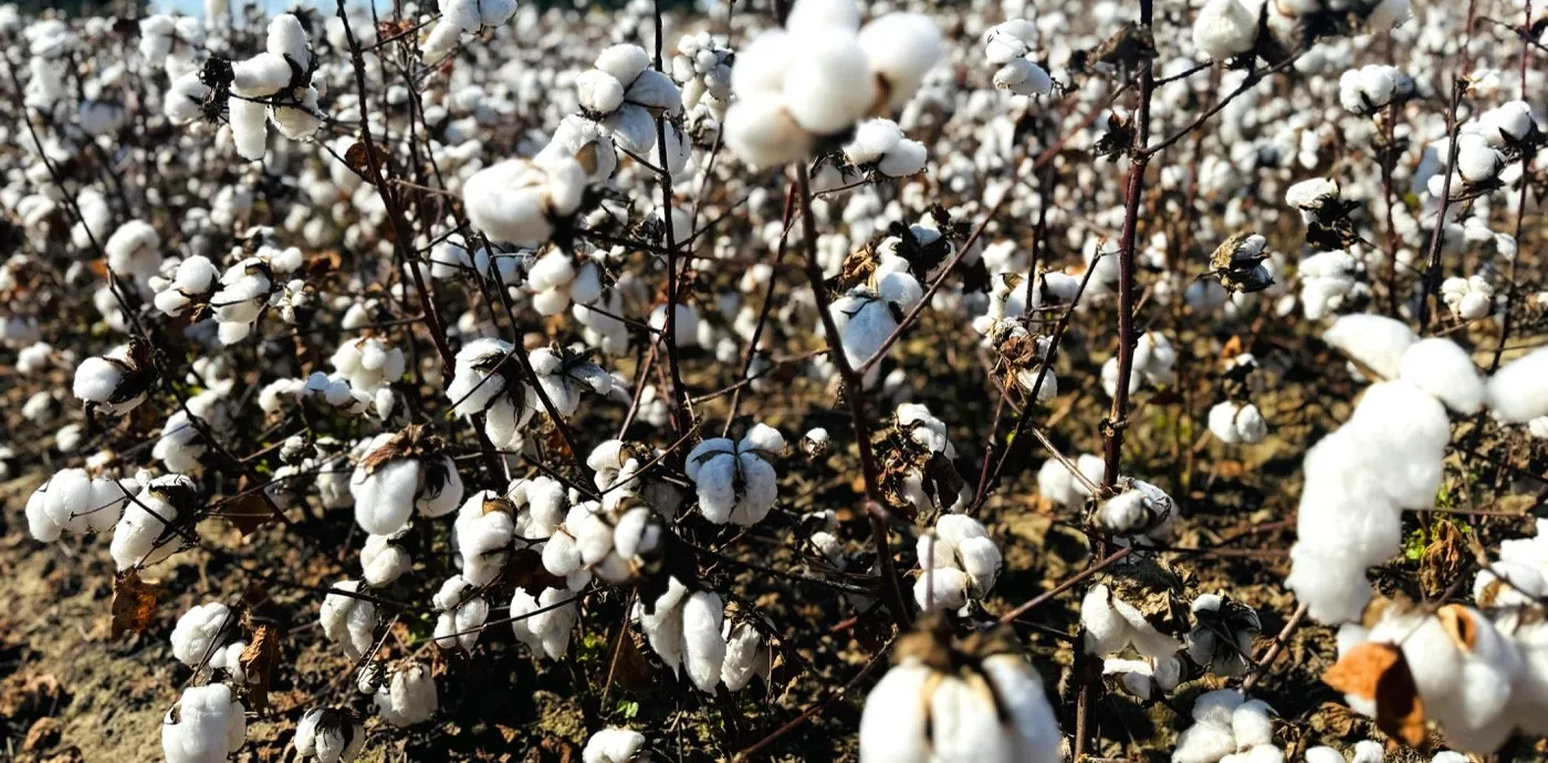 Open cotton bolls ready for harvest in the field