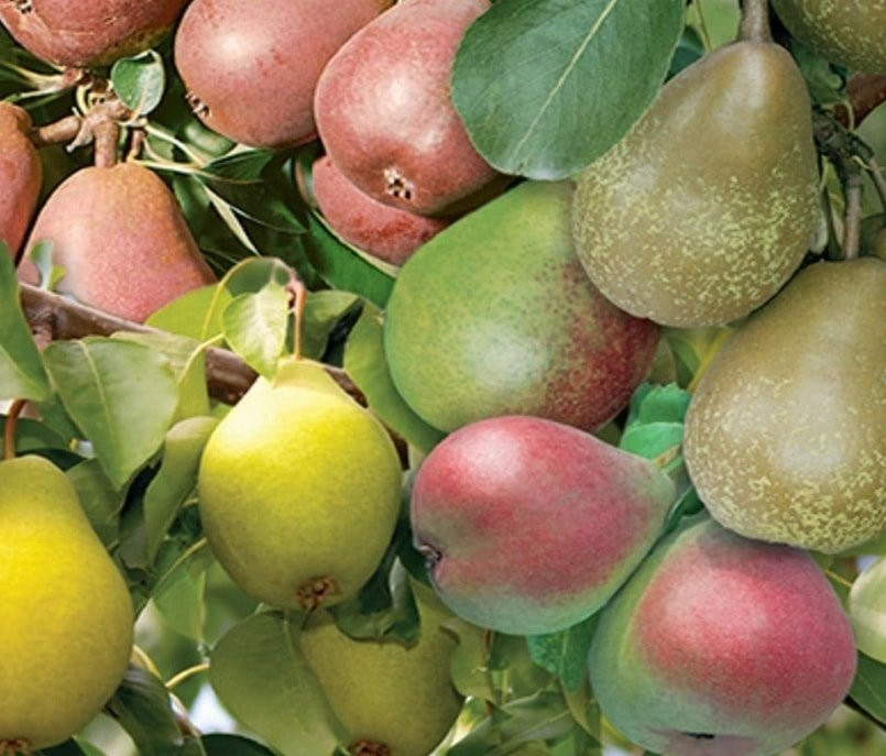 Pyrus' European Combo Pear Tree - shopctn.com