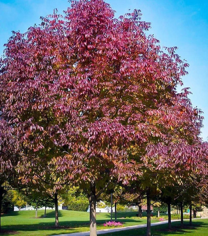 Autumn Purple Ash Tree