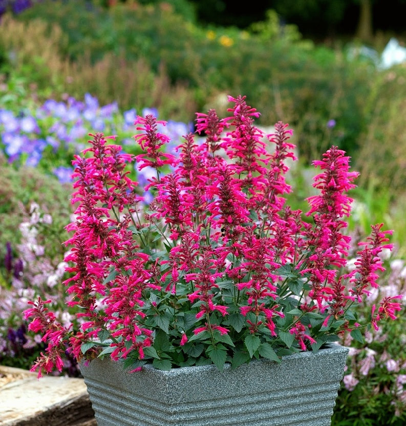 Agastache Morello Hyssop Shopctn agastache-morello-hyssop-shopctn