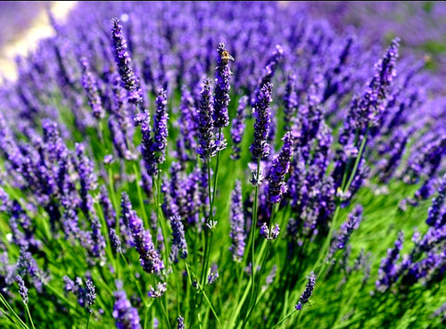 Lavendula' Hidcote Superior Lavender