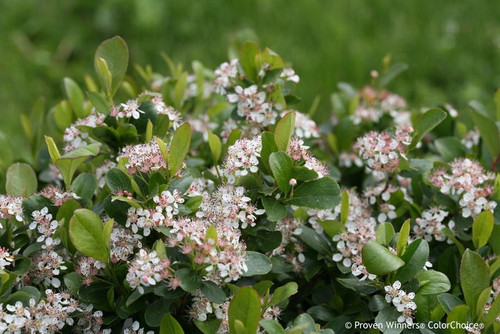 Aronia' Low Scape Mound Chokeberry