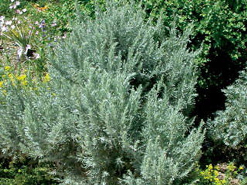 Artemisia' Big Sagebush