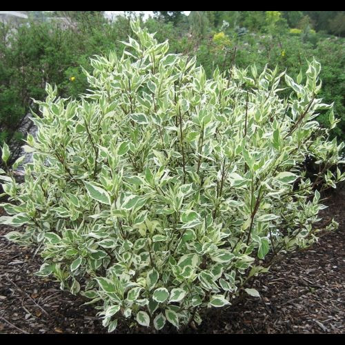 Cornus' Ivory Halo Dogwood