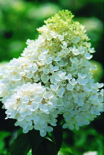 Hydrangea' Peegee