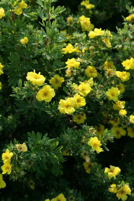 Potentilla' Citrus Tart Potentilla