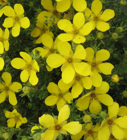 Potentilla' Coronation Triumph Potentilla