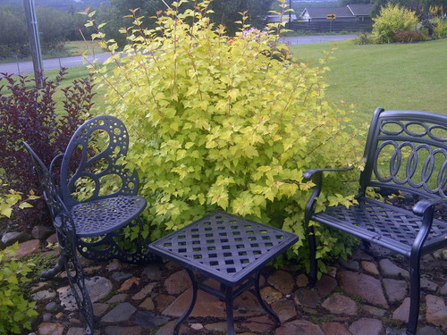 Physocarpus' Dart's Gold Ninebark