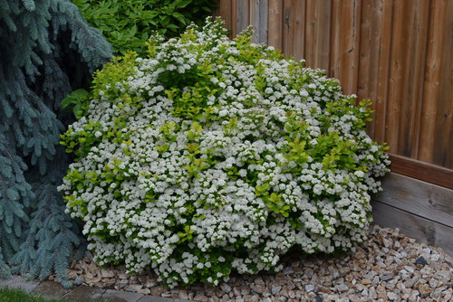 Spiraea' Glow Girl Birchleaf