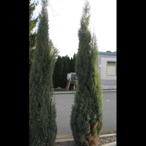 Juniperus' Skyrocket Juniper