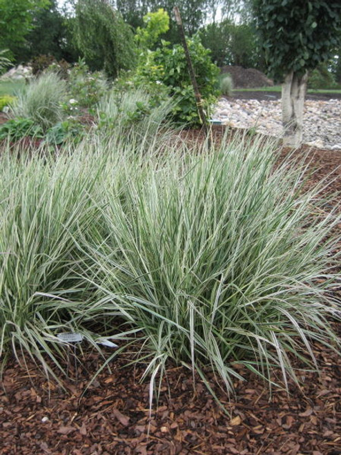 Calamgrostis' Overdam Variegated Reed Grass