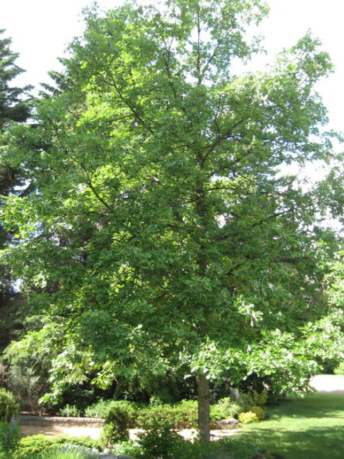 Quercus' QuickScape Minis Bur Oak Tree